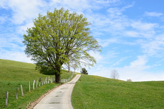 Weg mit grünwerdenden Baum